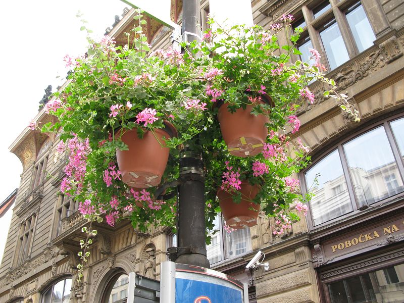 Květináče v ulicích